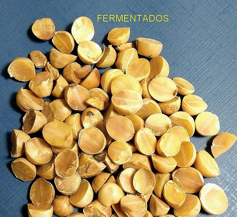 Trabalho CasariniAgri 11